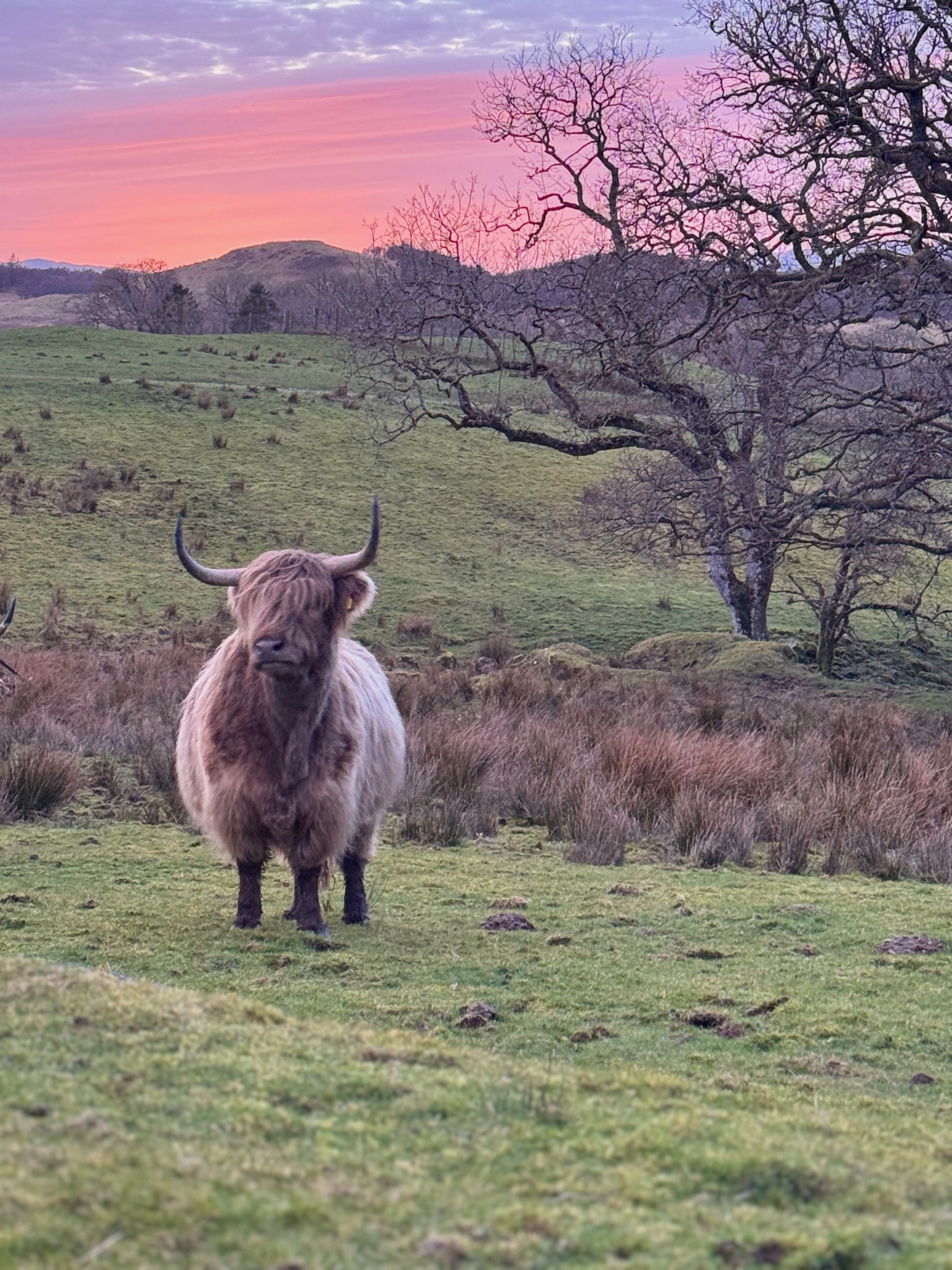 A blonde Highland cow standing in a Scottish field at sunset, with pink sky and hills in the background.