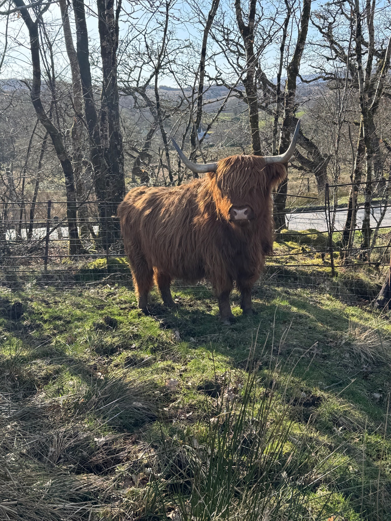 A shaggy red-brown Highland cow standing in a field, framed by bare trees.
